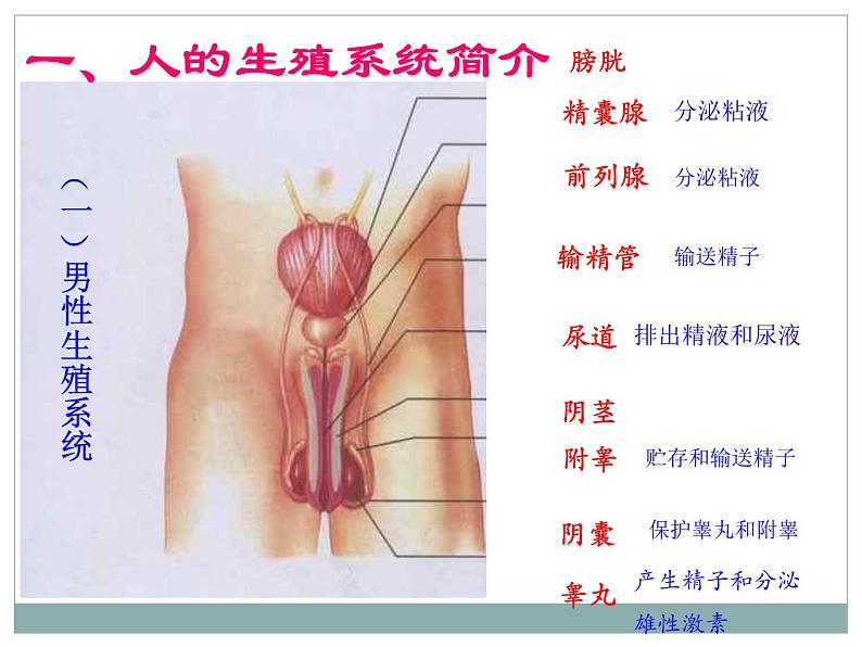 人教版七下生物 1.2人的生殖 课件03