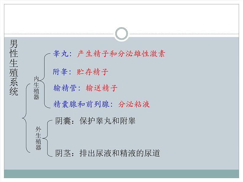 人教版七下生物 1.2人的生殖 课件04