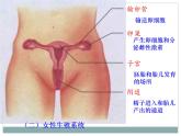 人教版七下生物 1.2人的生殖 课件