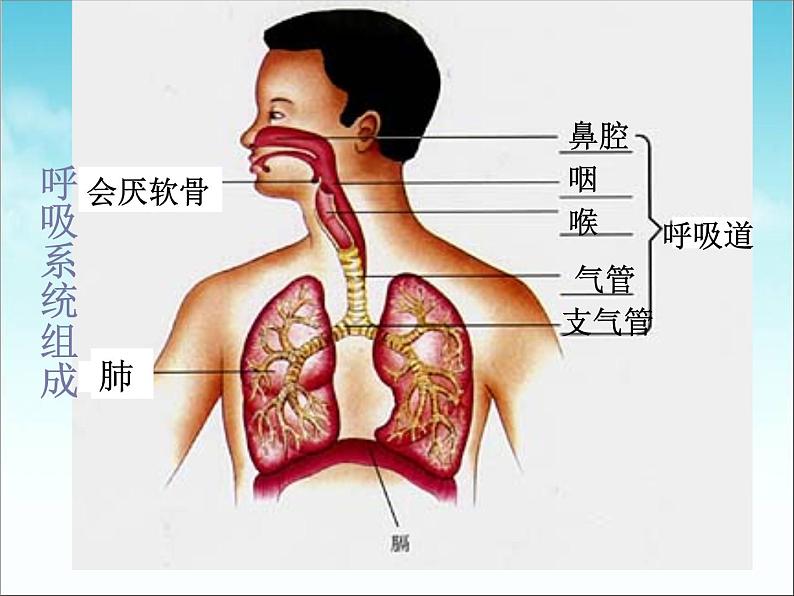 人教版七下生物 3.1呼吸道对空气的处理 课件第2页