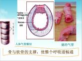 人教版七下生物 3.1呼吸道对空气的处理 课件