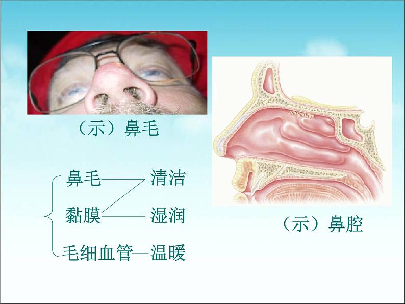 人教版七下生物 3.1呼吸道对空气的处理 课件第7页