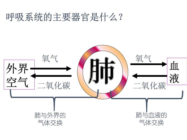 人教版七下生物 3.2发生在肺内的气体交换 课件03