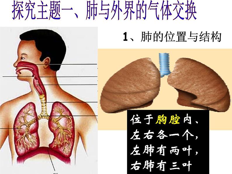 人教版七下生物 3.2发生在肺内的气体交换 课件04