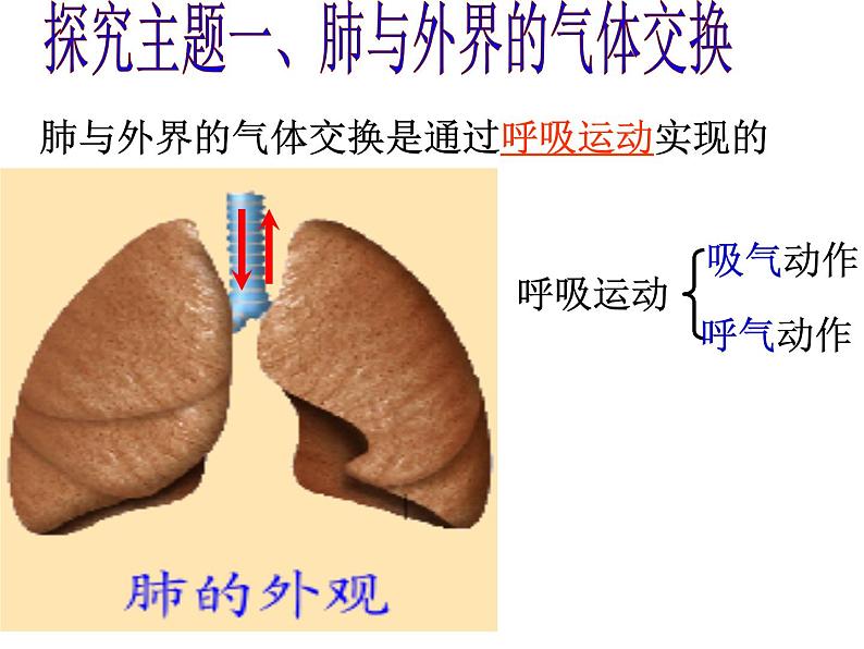 人教版七下生物 3.2发生在肺内的气体交换 课件05