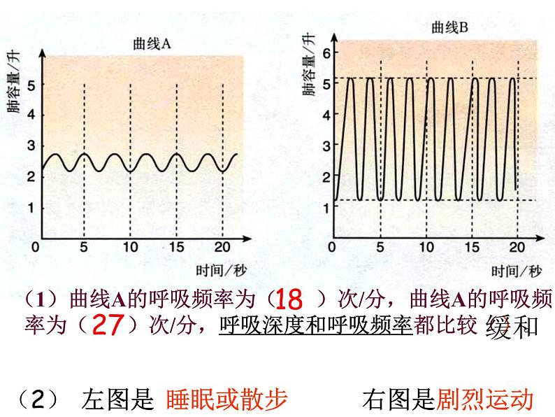 人教版七下生物 3.2发生在肺内的气体交换 课件07