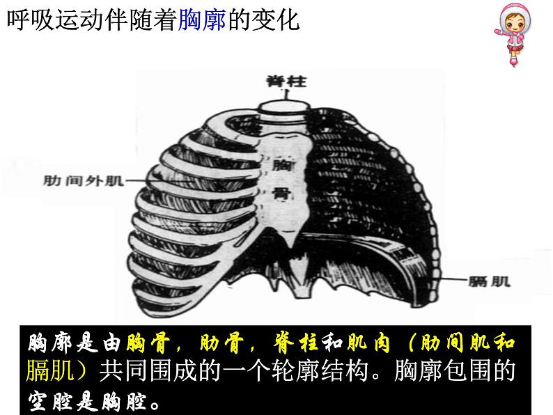 人教版七下生物 3.2发生在肺内的气体交换 课件08