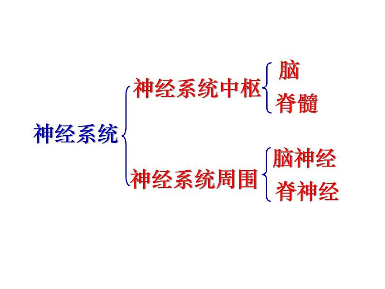 人教版七下生物 6.2神经系统的组成 课件第3页