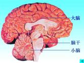 人教版七下生物 6.2神经系统的组成 课件