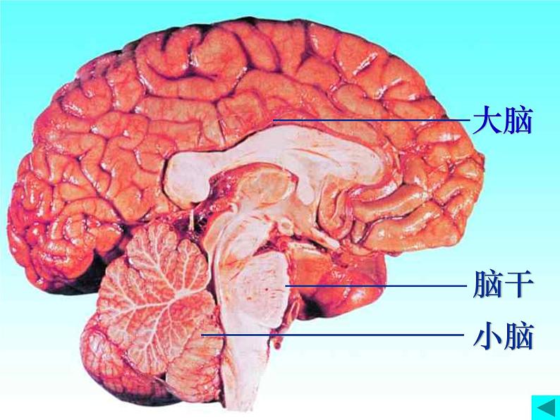 人教版七下生物 6.2神经系统的组成 课件第4页