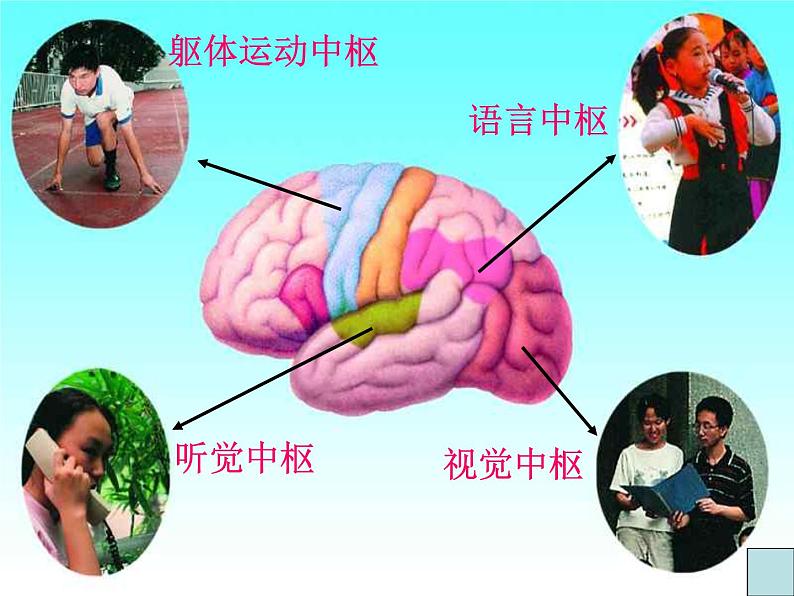 人教版七下生物 6.2神经系统的组成 课件第7页