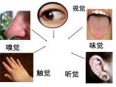 人教版七下生物 6.1人体对外界环境的感知 课件