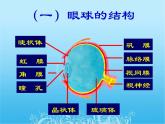 人教版七下生物 6.1人体对外界环境的感知 课件