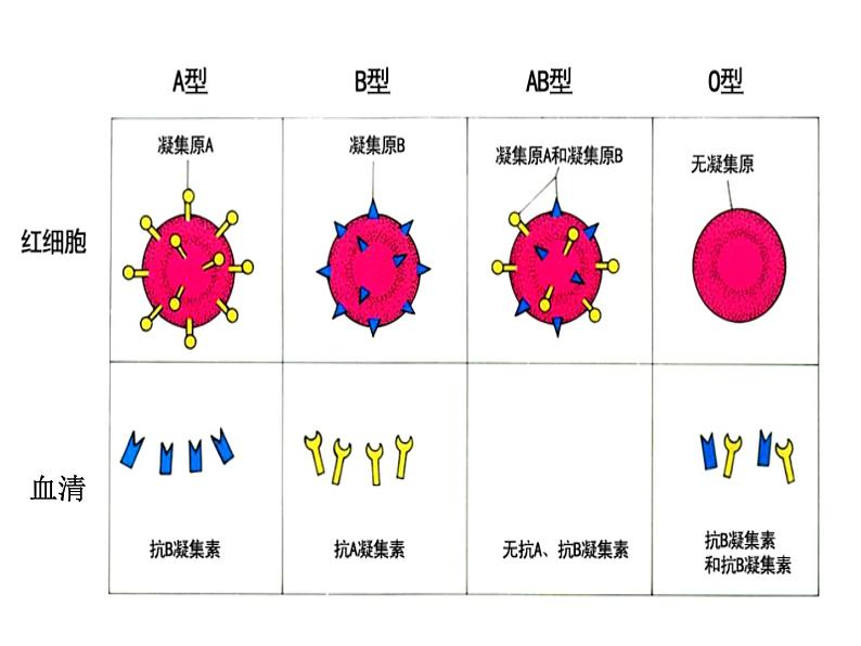 人教版七下生物 4.4输血与血型 课件第8页