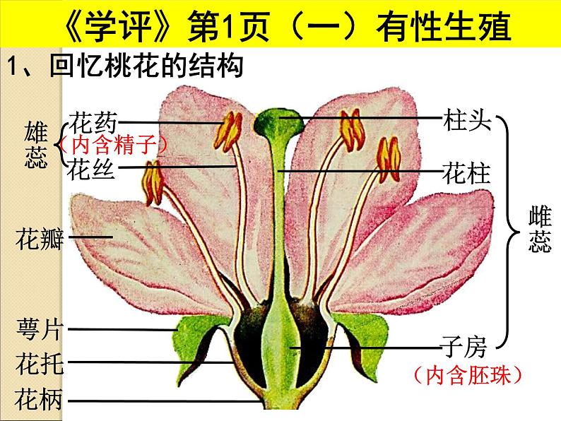 人教版八下生物 7.1.1植物的生殖 课件第5页