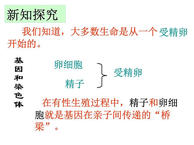 人教版八下生物 7.2.2基因在亲子代间的传递 课件03