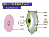 人教版八下生物 7.2.2基因在亲子代间的传递 课件