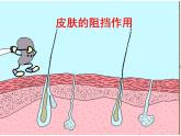 人教版八下生物 8.1.2免疫与计划免疫 课件