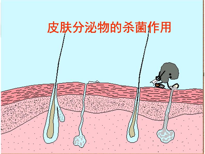 人教版八下生物 8.1.2免疫与计划免疫 课件06