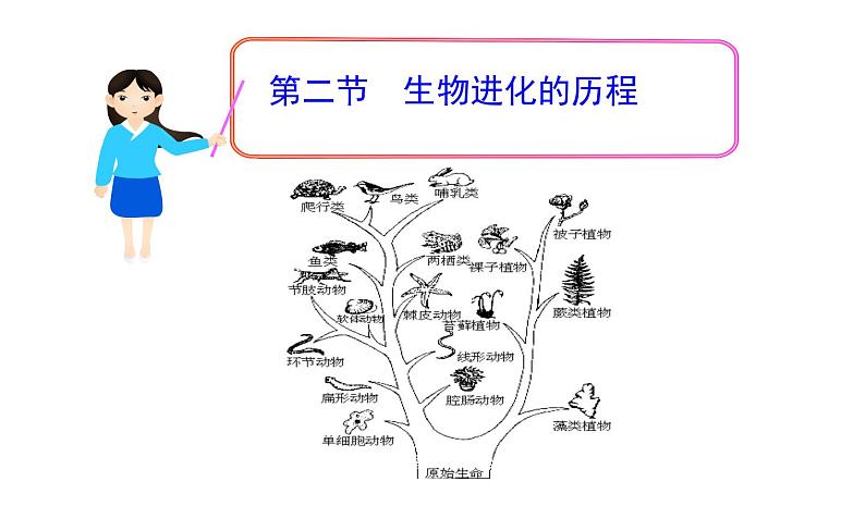 人教版八下生物 7.3.2生物进化的历程 课件02