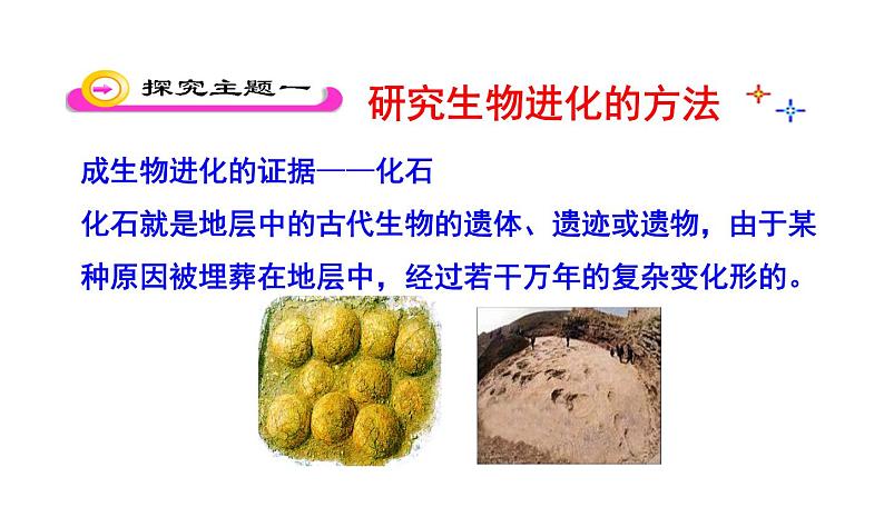 人教版八下生物 7.3.2生物进化的历程 课件06