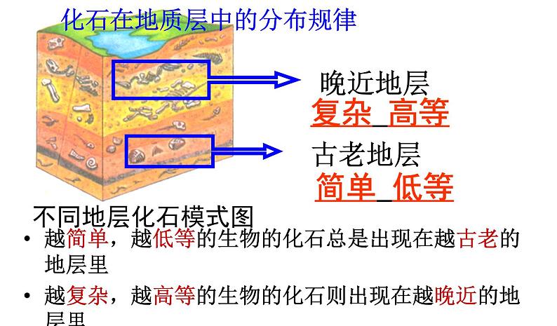 人教版八下生物 7.3.2生物进化的历程 课件08