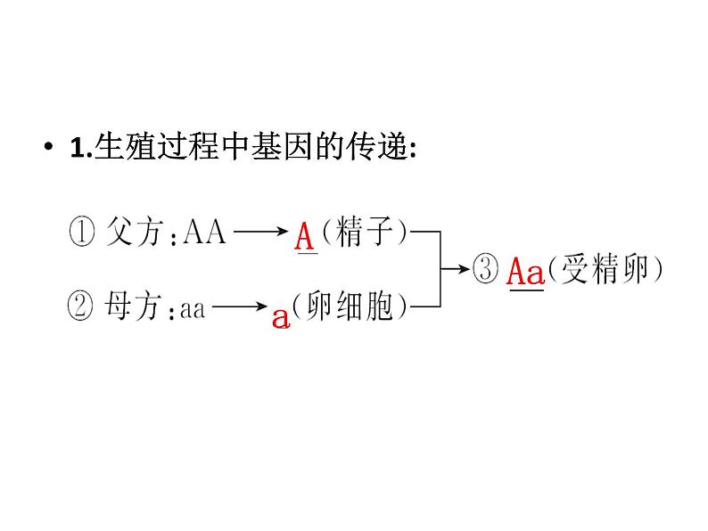 人教版八下生物 7.2.3基因的显性和隐性 课件第6页