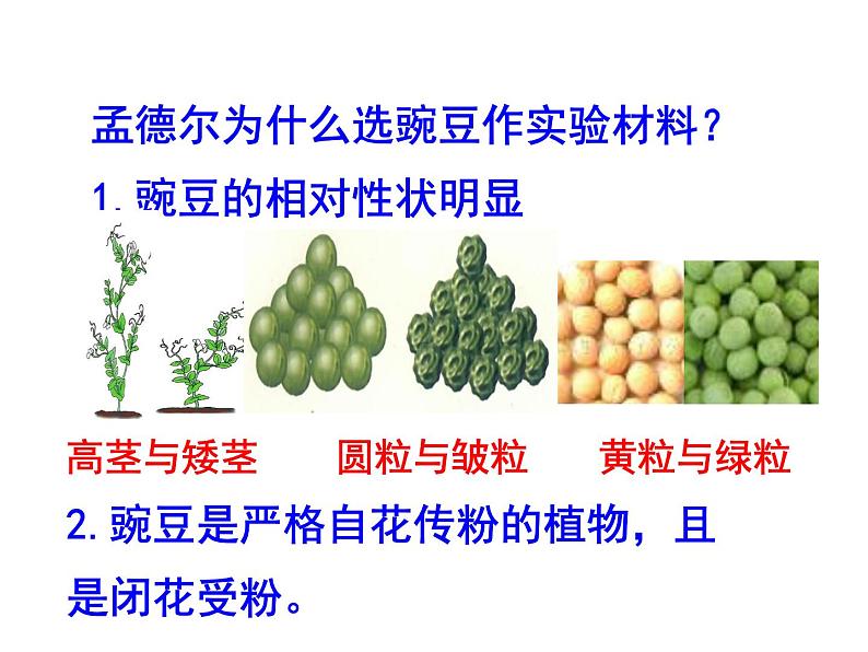 人教版八下生物 7.2.3基因的显性和隐性 课件第8页