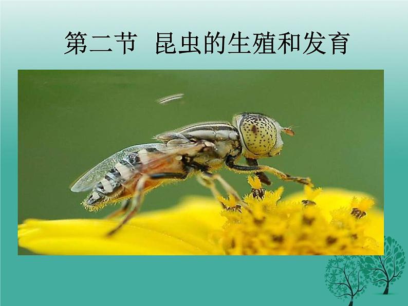 人教版八下生物 7.1.2昆虫的生殖和发育 课件01