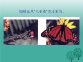 人教版八下生物 7.1.2昆虫的生殖和发育 课件