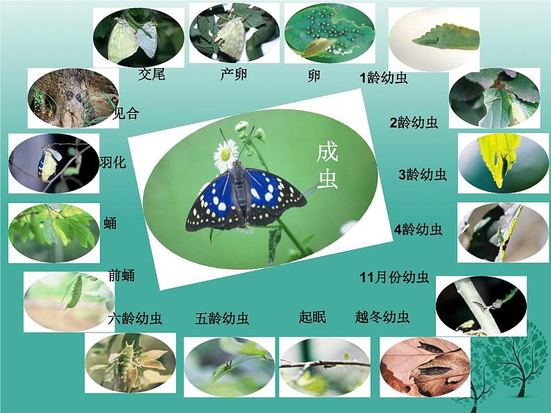 人教版八下生物 7.1.2昆虫的生殖和发育 课件06