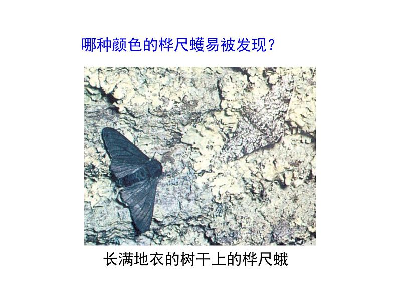 人教版八下生物 7.3.3生物进化的原因 课件第5页