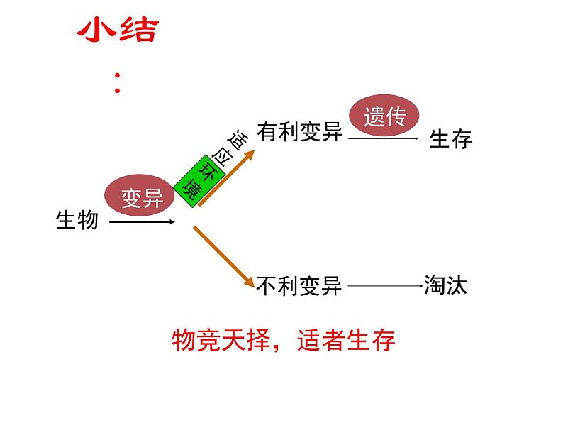 人教版八下生物 7.3.3生物进化的原因 课件第8页