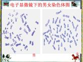 人教版八下生物 7.2.4人的性别遗传 课件