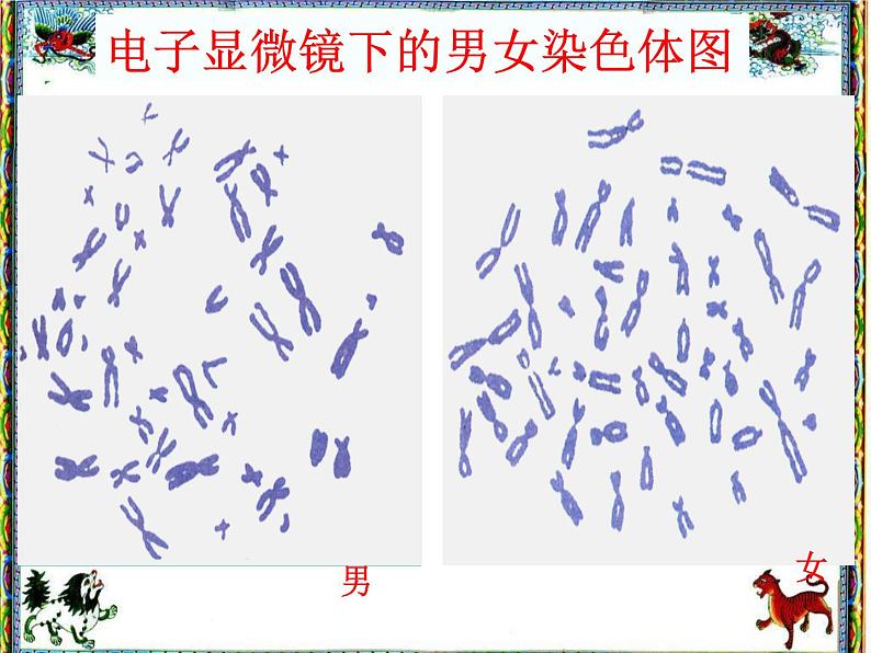 人教版八下生物 7.2.4人的性别遗传 课件03