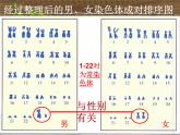 人教版八下生物 7.2.4人的性别遗传 课件