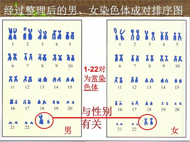 人教版八下生物 7.2.4人的性别遗传 课件04