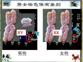 人教版八下生物 7.2.4人的性别遗传 课件