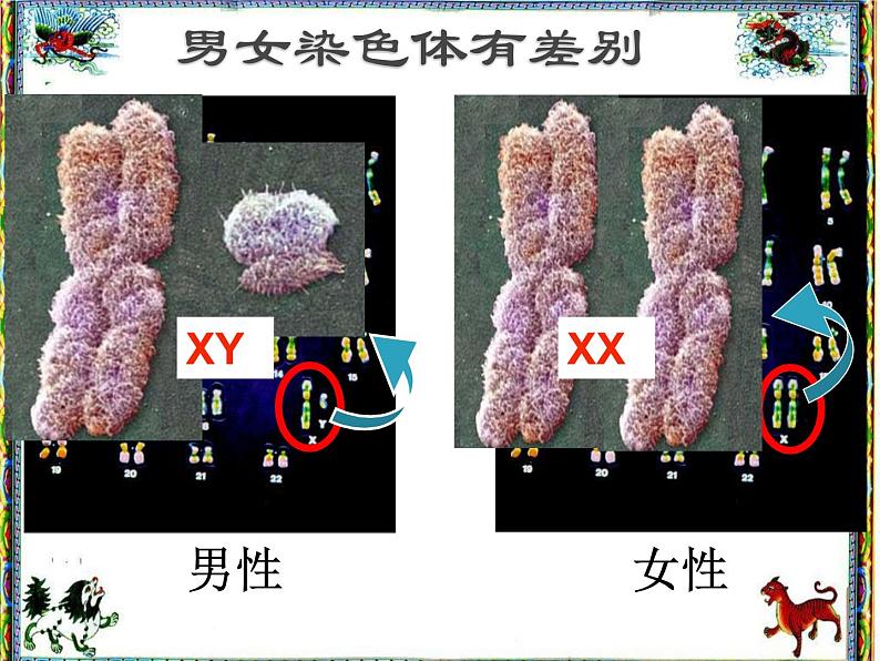 人教版八下生物 7.2.4人的性别遗传 课件05