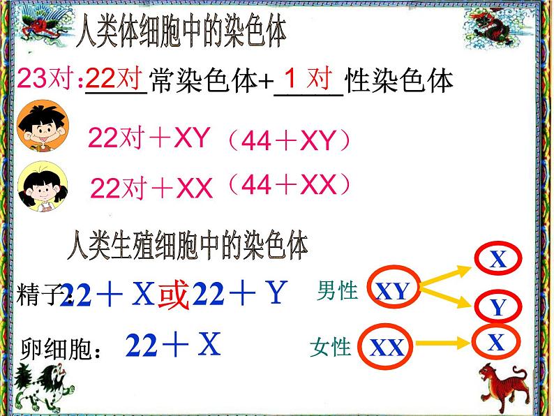 人教版八下生物 7.2.4人的性别遗传 课件06