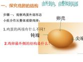 人教版八下生物 7.1.4鸟的生殖和发育 课件