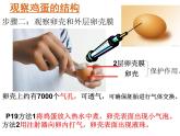 人教版八下生物 7.1.4鸟的生殖和发育 课件
