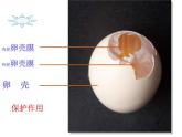 人教版八下生物 7.1.4鸟的生殖和发育 课件