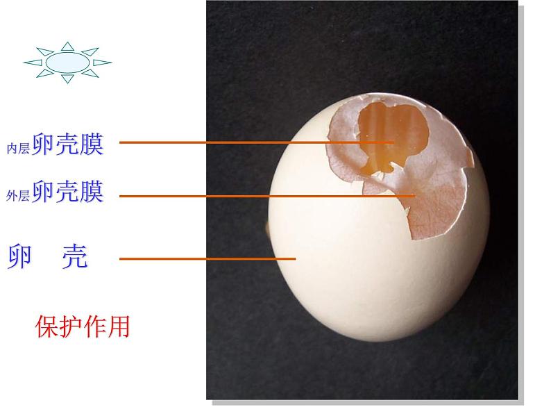 人教版八下生物 7.1.4鸟的生殖和发育 课件05