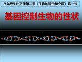 人教版八下生物 7.2.1基因控制生物的性状 课件