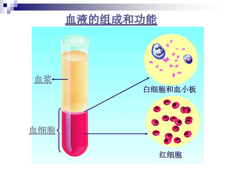 苏教版七下生物 10.1血液和血型 课件03