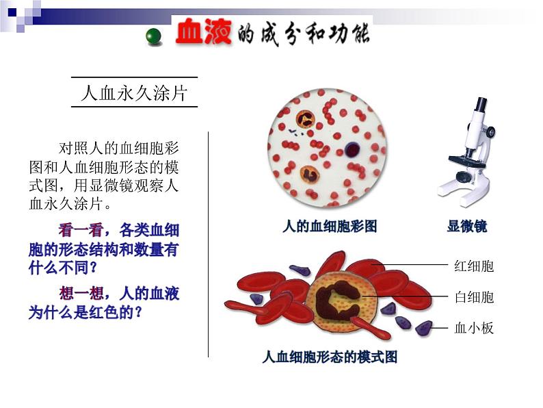 苏教版七下生物 10.1血液和血型 课件05