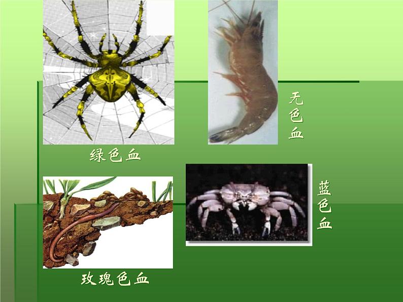 苏教版七下生物 10.1血液和血型 课件07