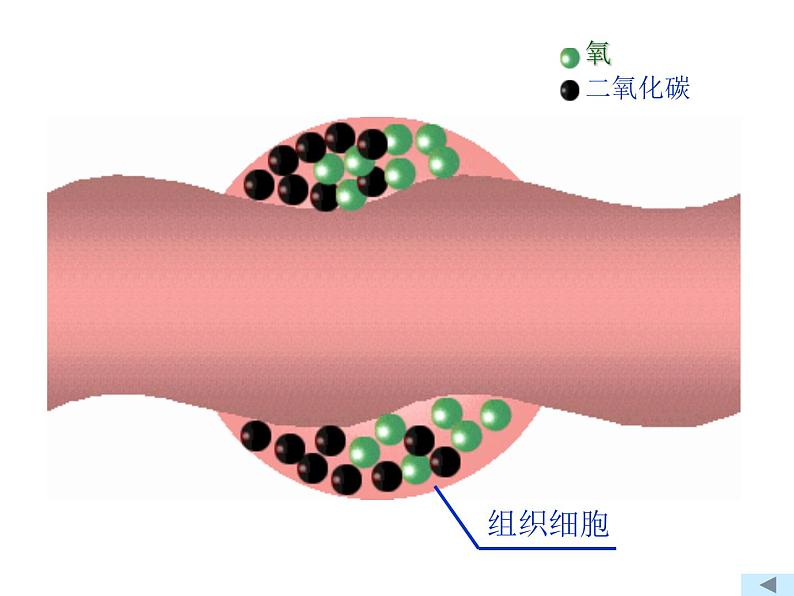 苏教版七下生物 10.1血液和血型 课件08