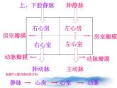 苏教版七下生物 10.2人体内的血液循环 课件